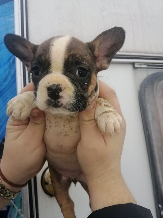 Чистокровні Французики хлопчики та дівчатка є доставка