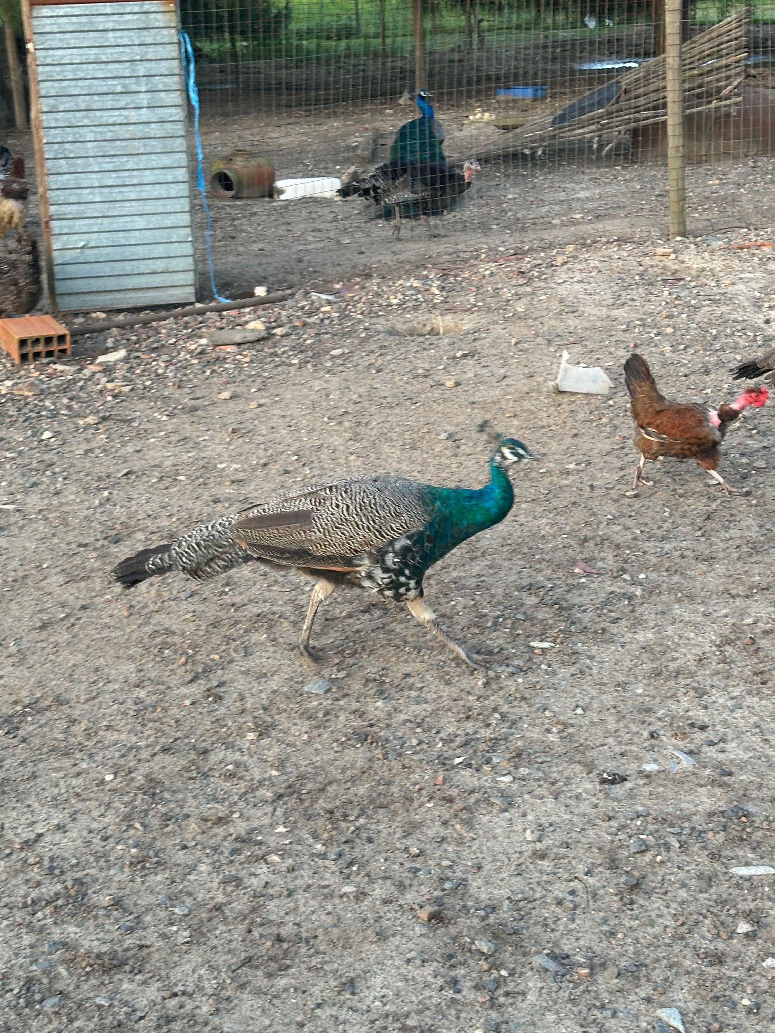 Vendo Pavões  e ovos de pavoa