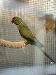 Vendo lote de aves ou troco