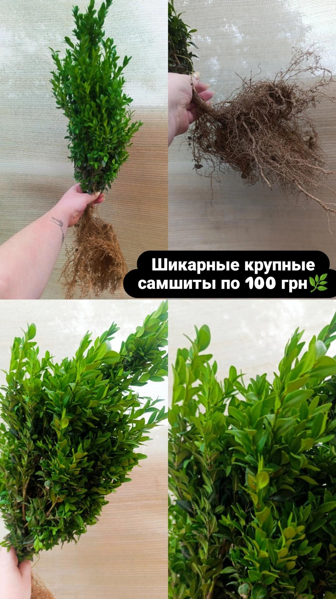 Самшит, продам самшиты, декоративное растение