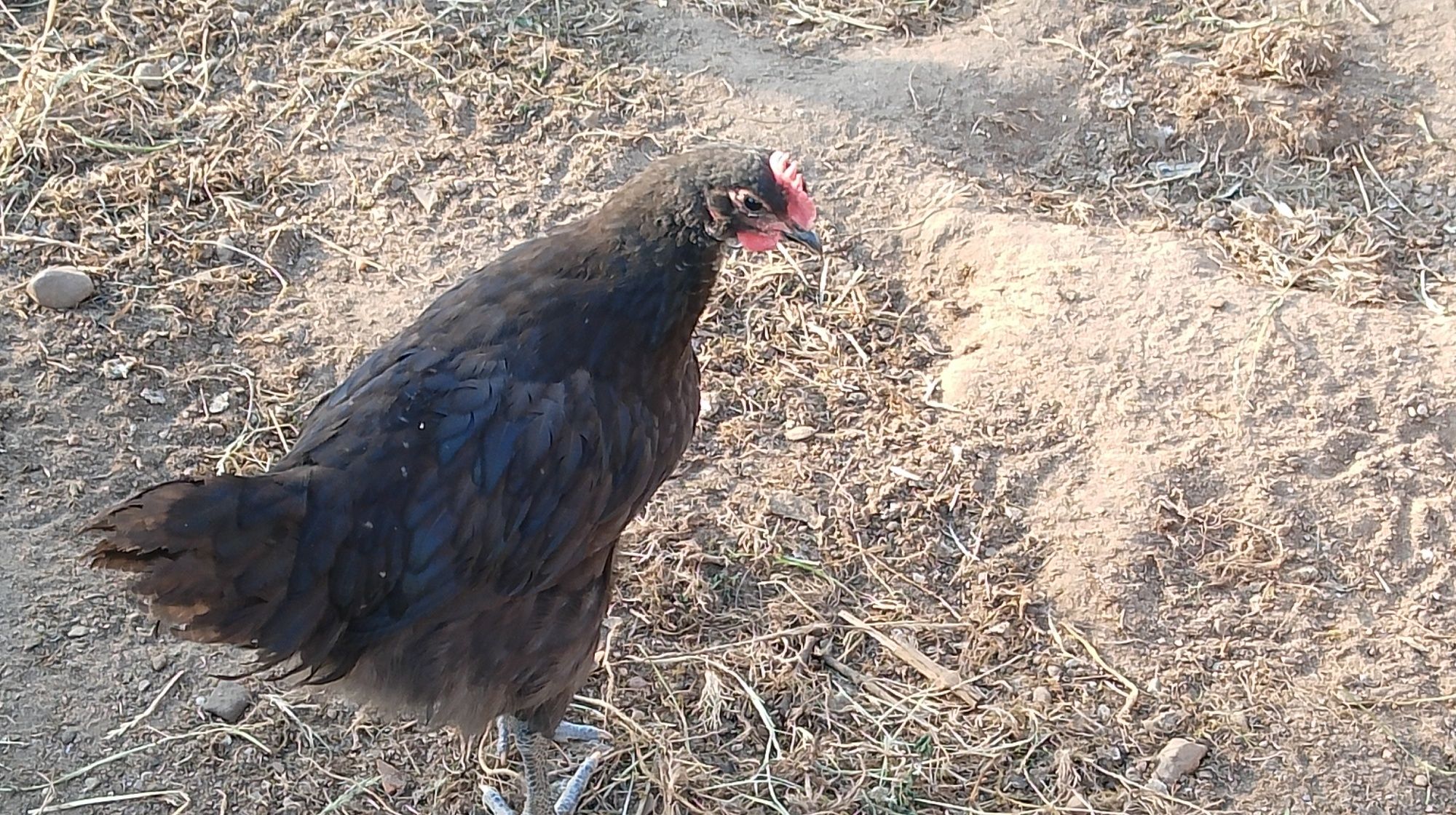 Koguty rasy Australorp