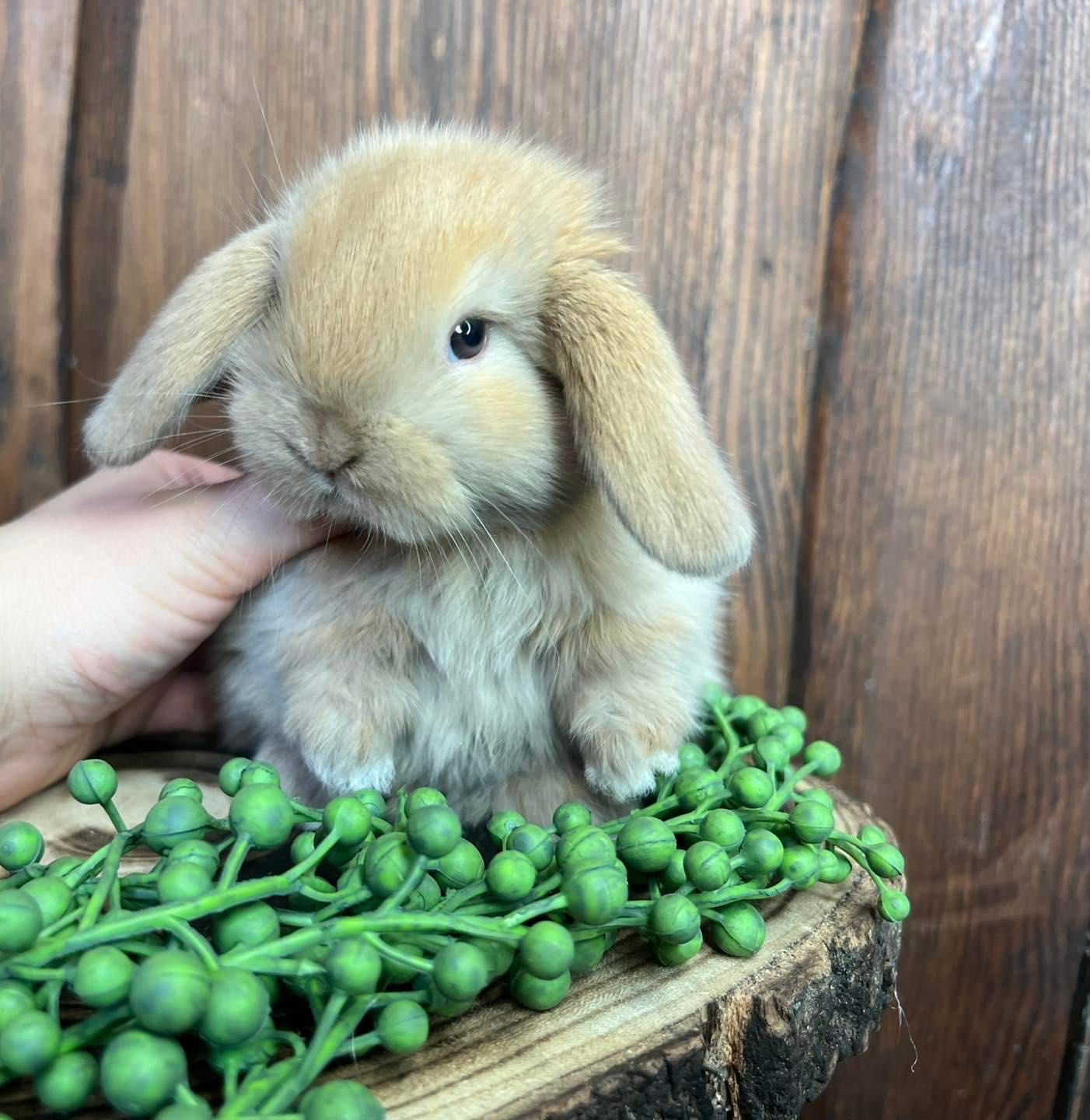 Mini lop teddy karzełek zarejestrowana hodowla