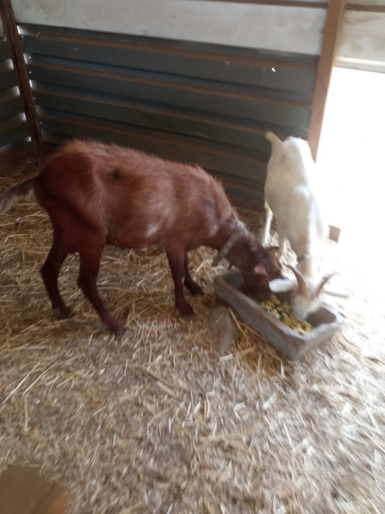 Cabrito macho manso