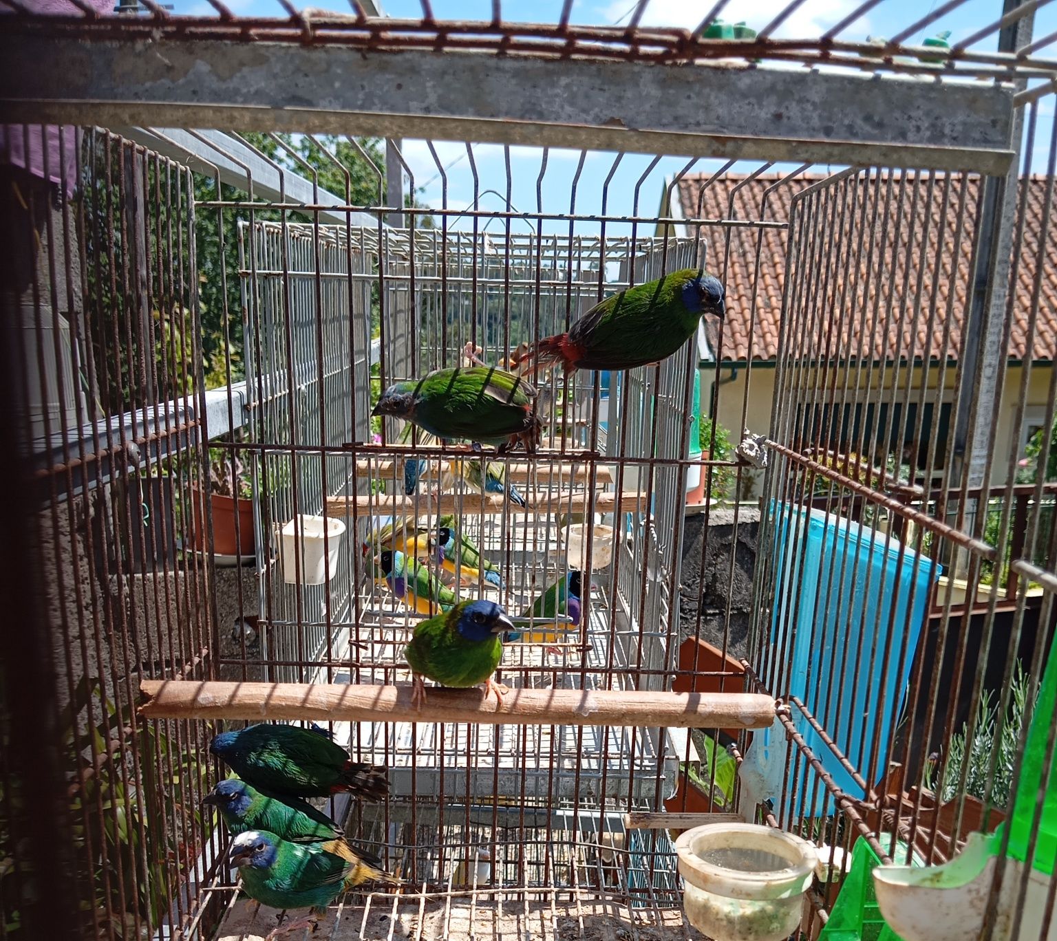 Várias aves para ceder