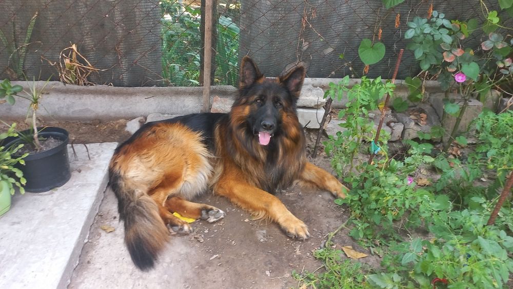 Щенки немецкой овчарки