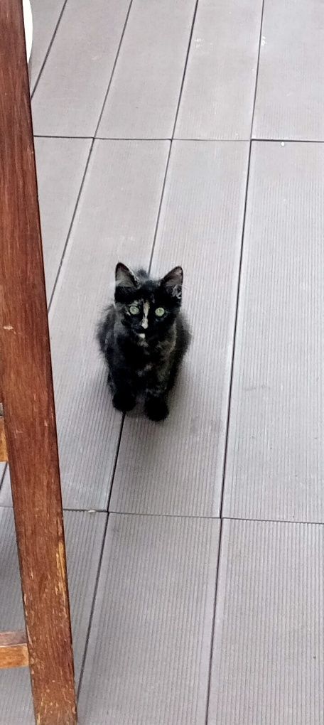 Doam-se gatos para adoção