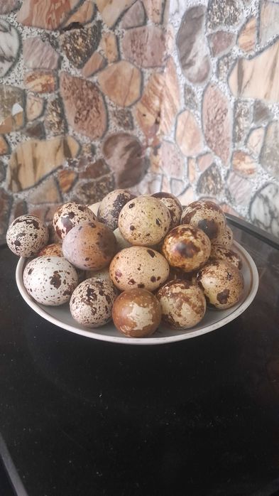 Перепілки різного віку