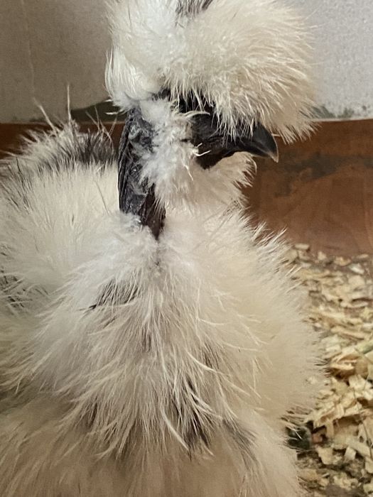 Яйцо інкубаційне китайська шовкова