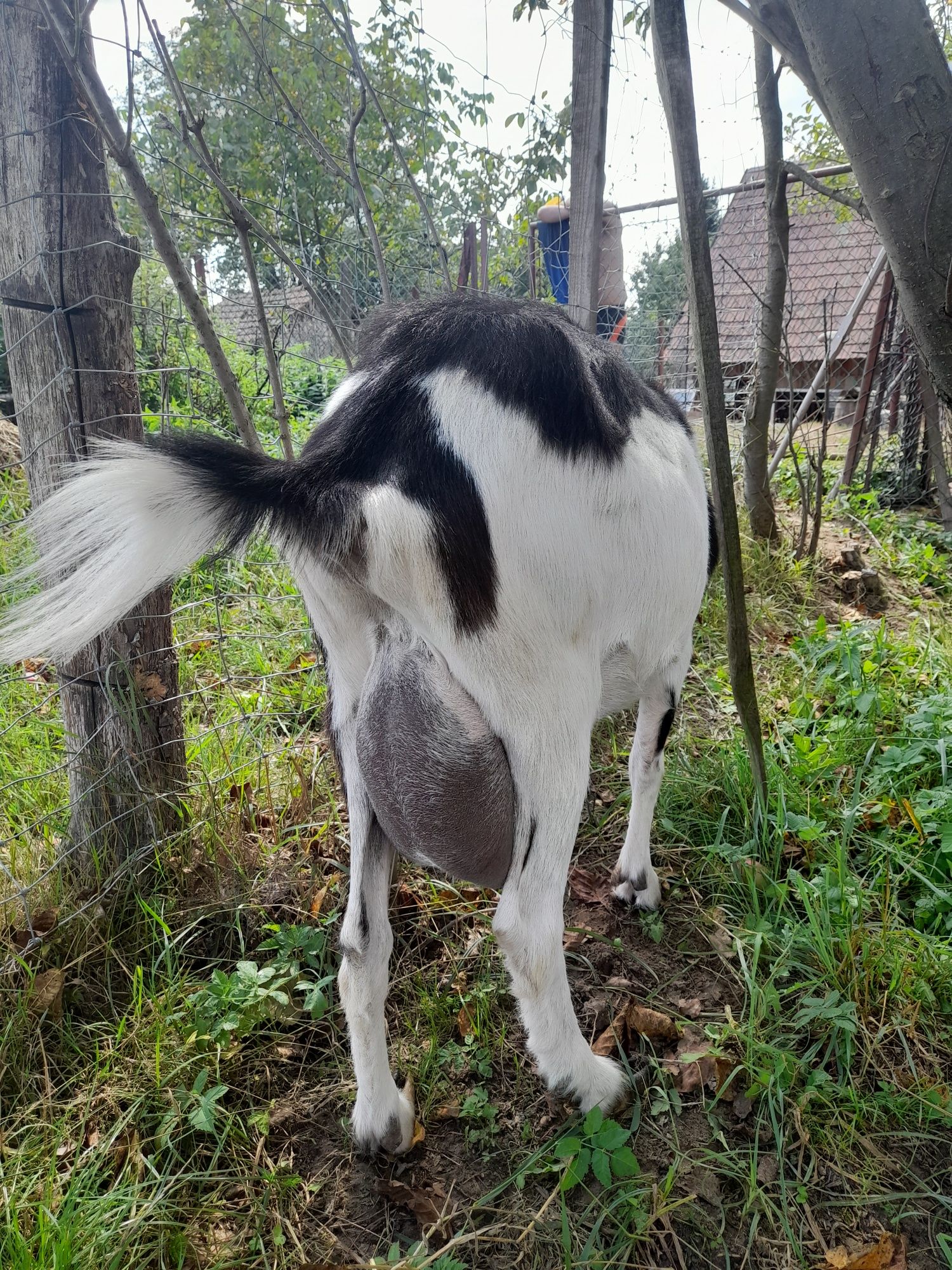 Kozy z mlekiem i mlode sprzedam