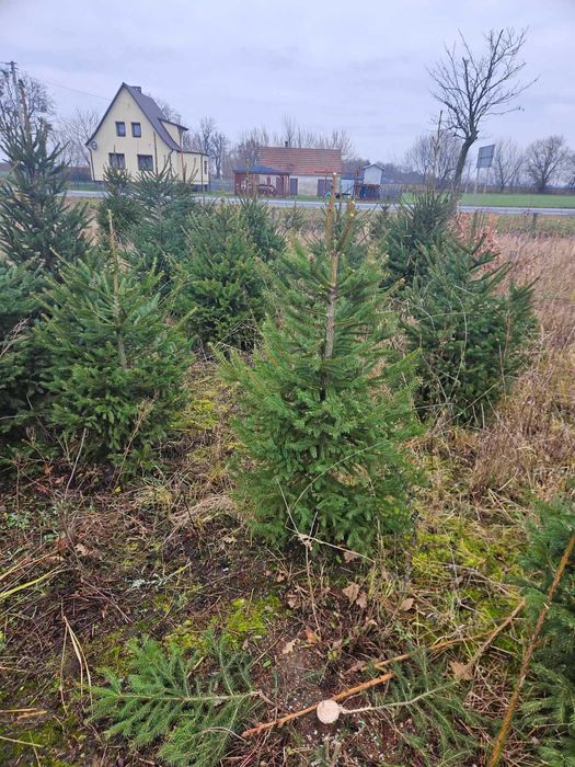 Choinki świerk pospolity hurt i detal Szczepanów pow. kolski