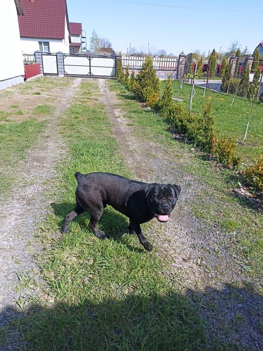 Кане корсо вязка