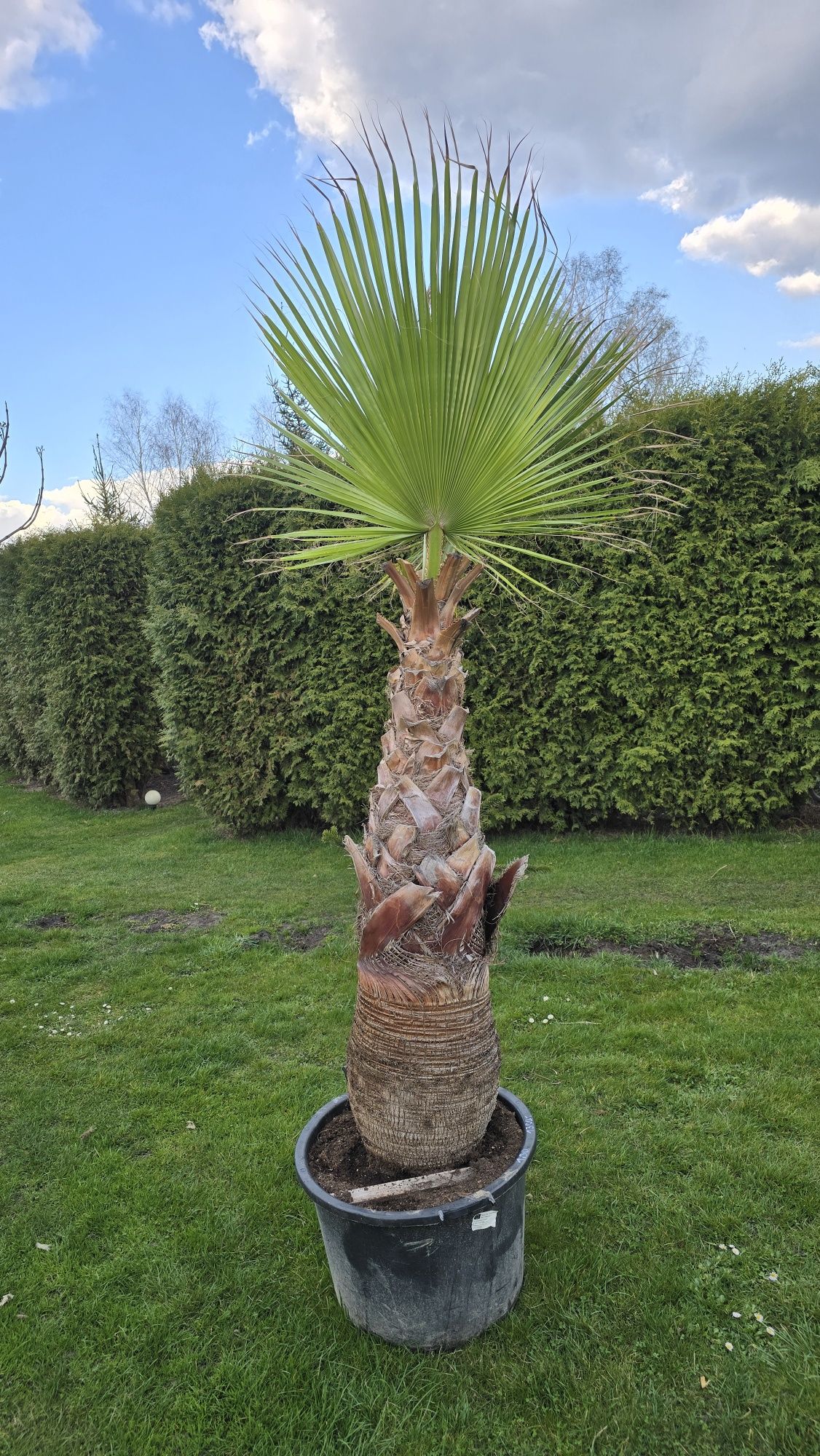 Waszyngtonia robusta