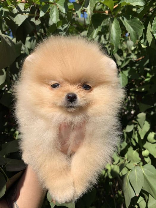 ВЯЗКА.  Померанский шпиц.