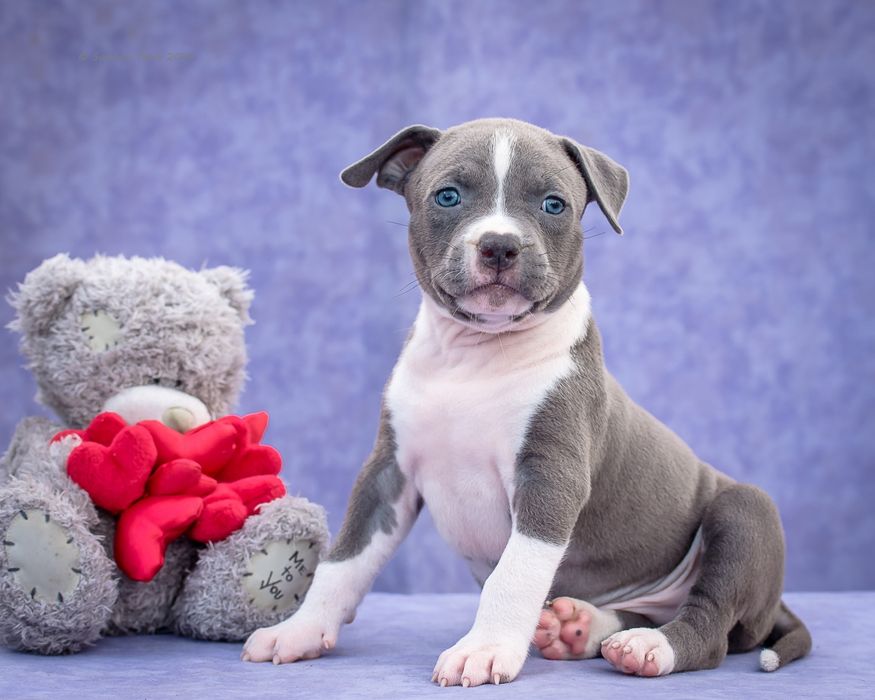 Блакитний хлопчикя-Могутній Воїн.Розплідник КСУ