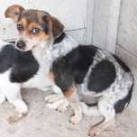 LOLA suczka nieduża, biała w łaty, nakrapiana,uległa do adopcji.