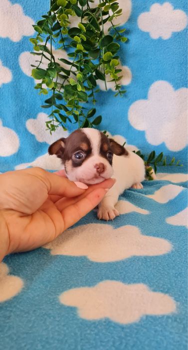 Excelente chocolate Chihuahua/Chiuaua mini, Linhagem Russa, Qualidade