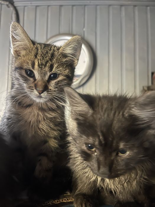 Віддам у хороші  руки