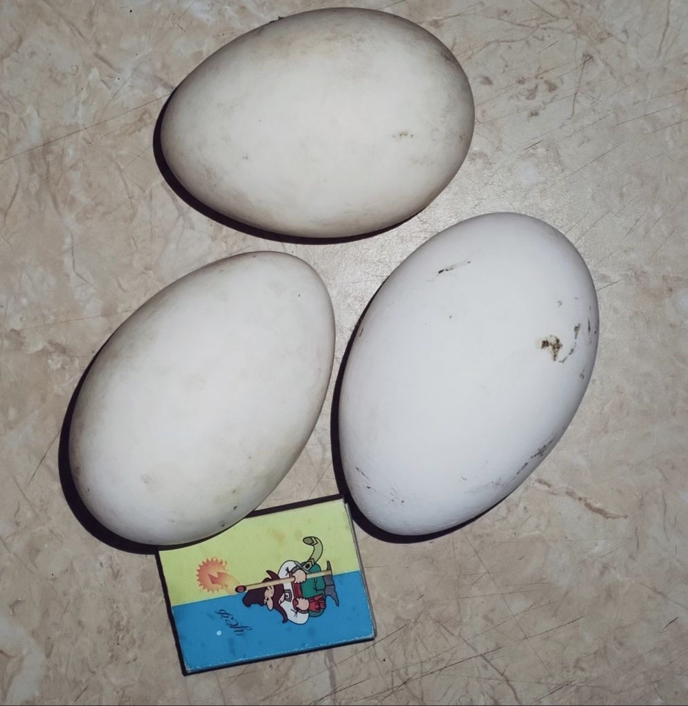Гусячі яйця на інкубацію