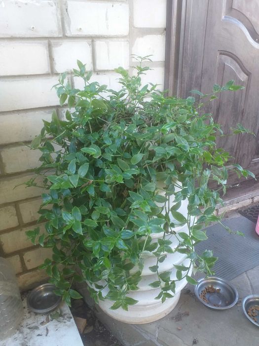 Традесканция зеленая