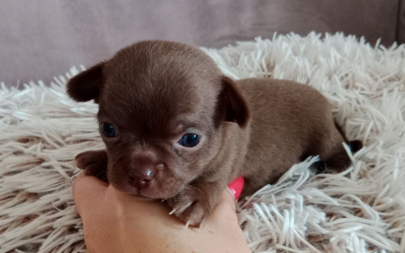 Brązowy chłopczyk chihuahua