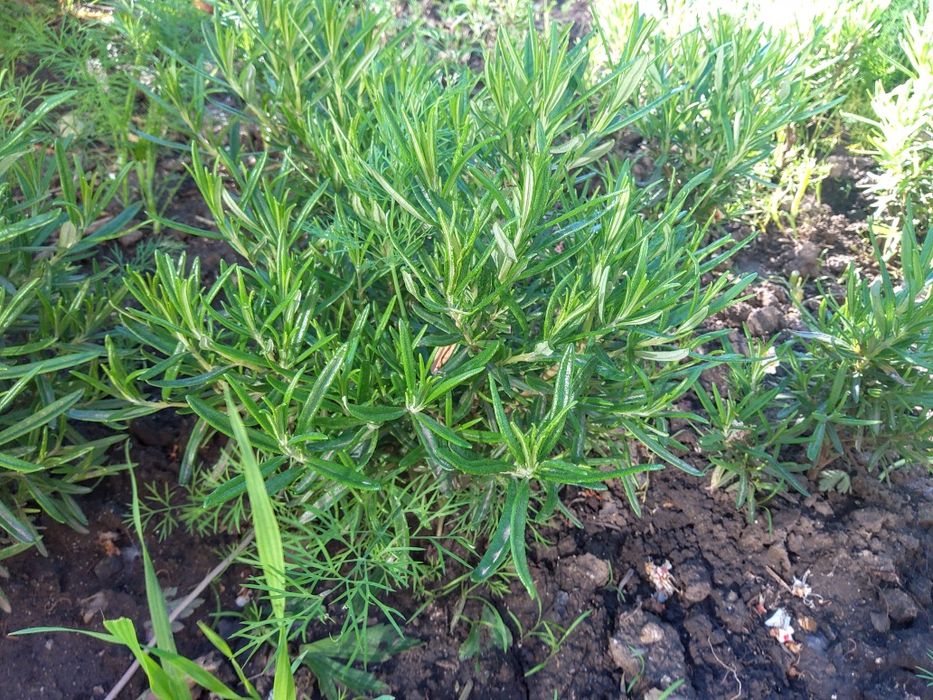 Морозник,сантолина ,розмарин,безвременник.