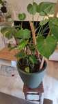 Zdrowa monstera deliciosa