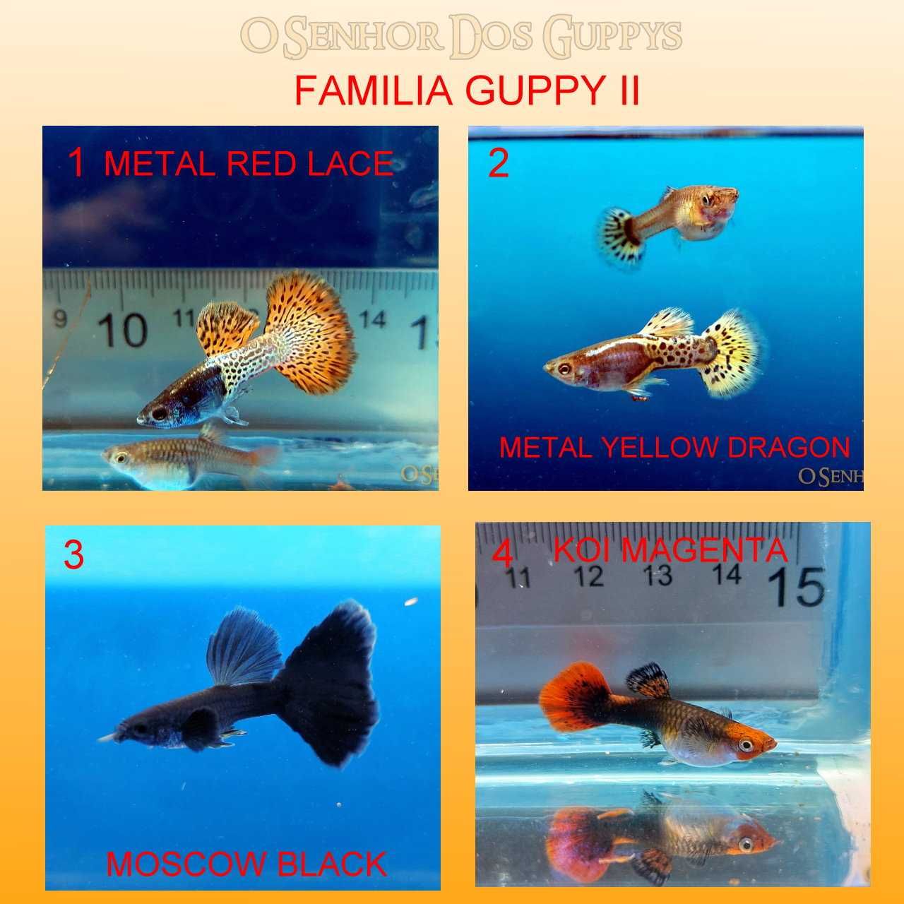 Guppys importados em pares