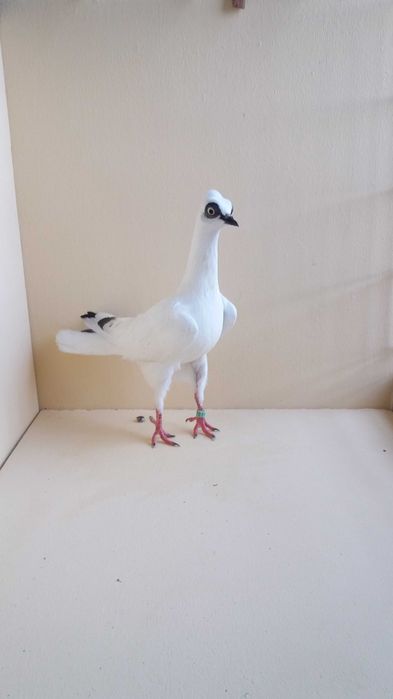 Gołębie ozdobne wiedeński, wiedeńskie lotne