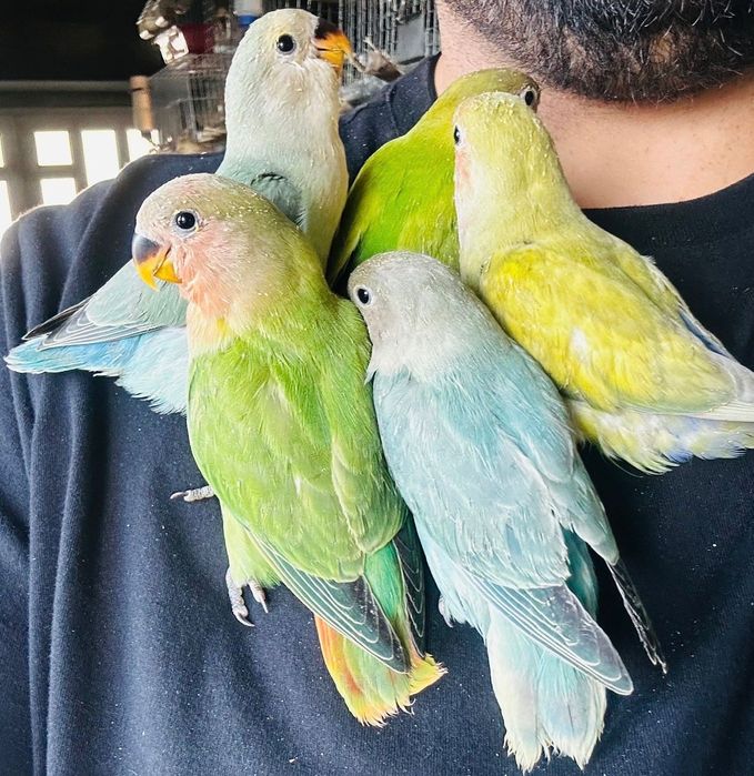 Agapornis para acabar de criar há mão