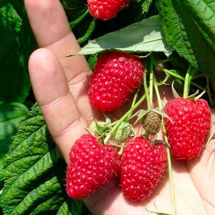 Продам саженці малини сорту Полана