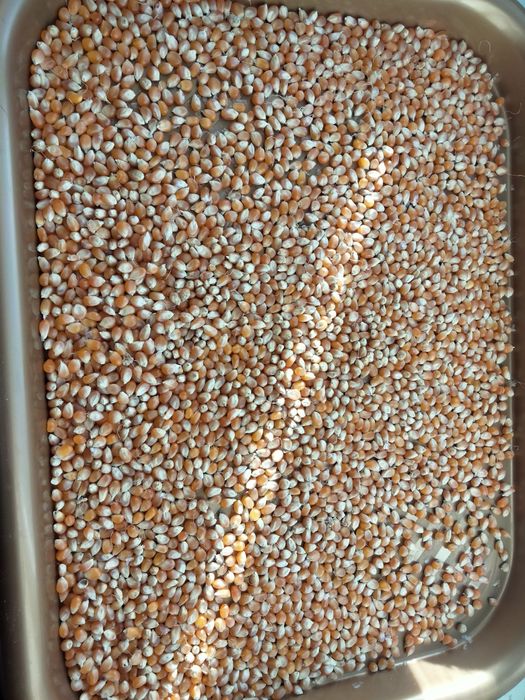 Кукурудза для попкорну