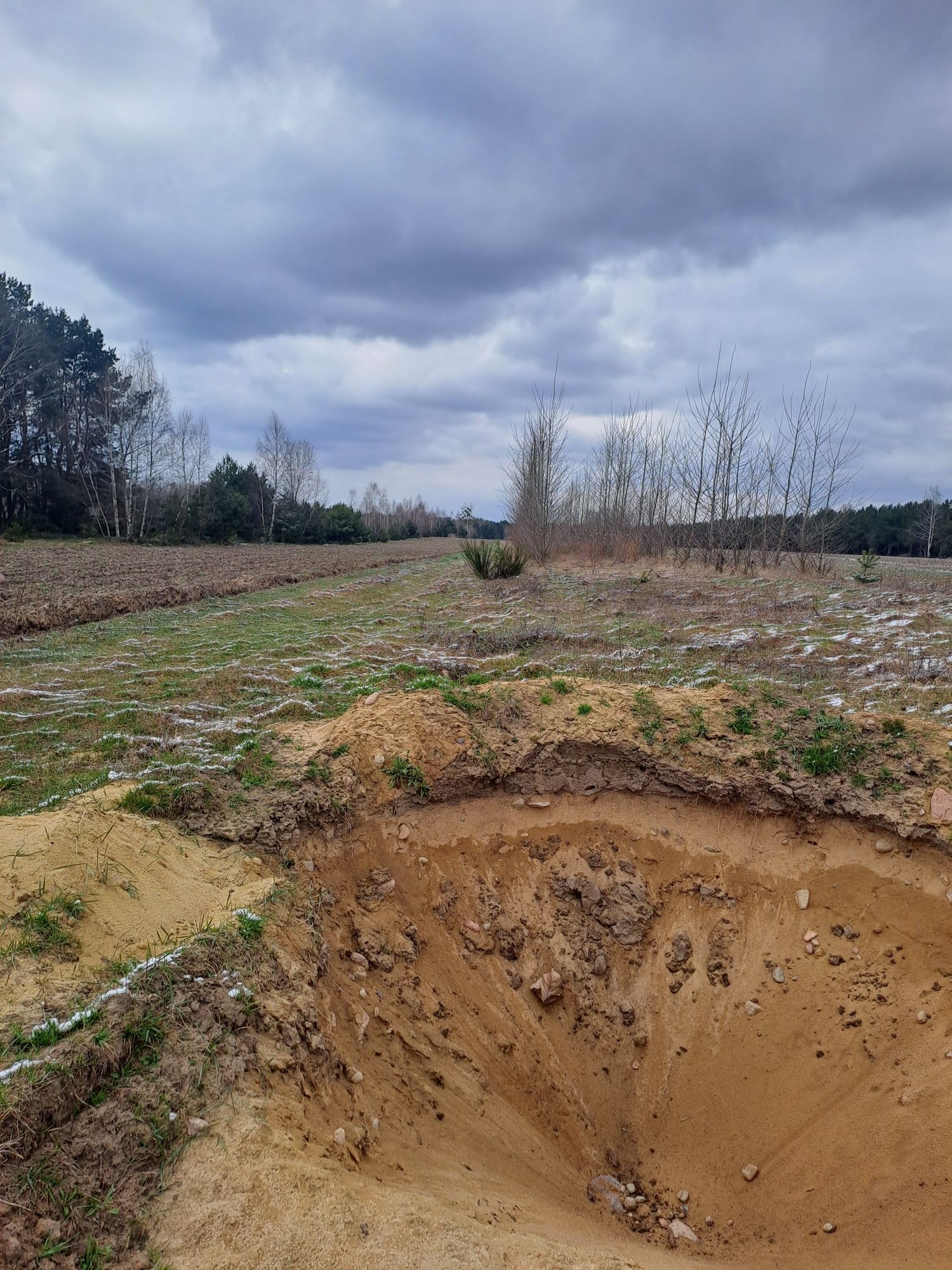 Sadzonki topoli szybko rosnącej 0.4m-0.5m - 80 gr/szt. hybryda 275