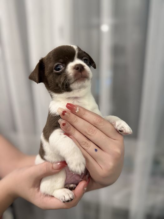 В продажі малюк чихуахуа