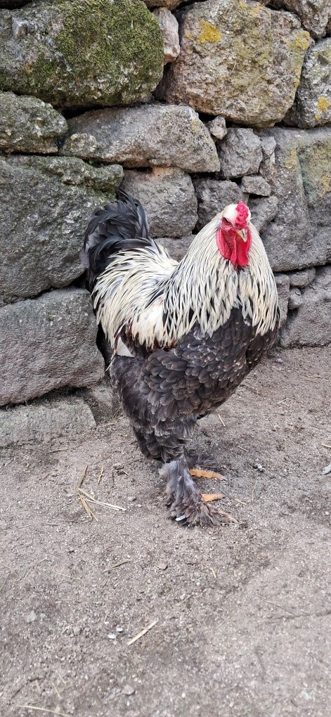 Casais de Brahmas