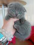 Scottish fold macho