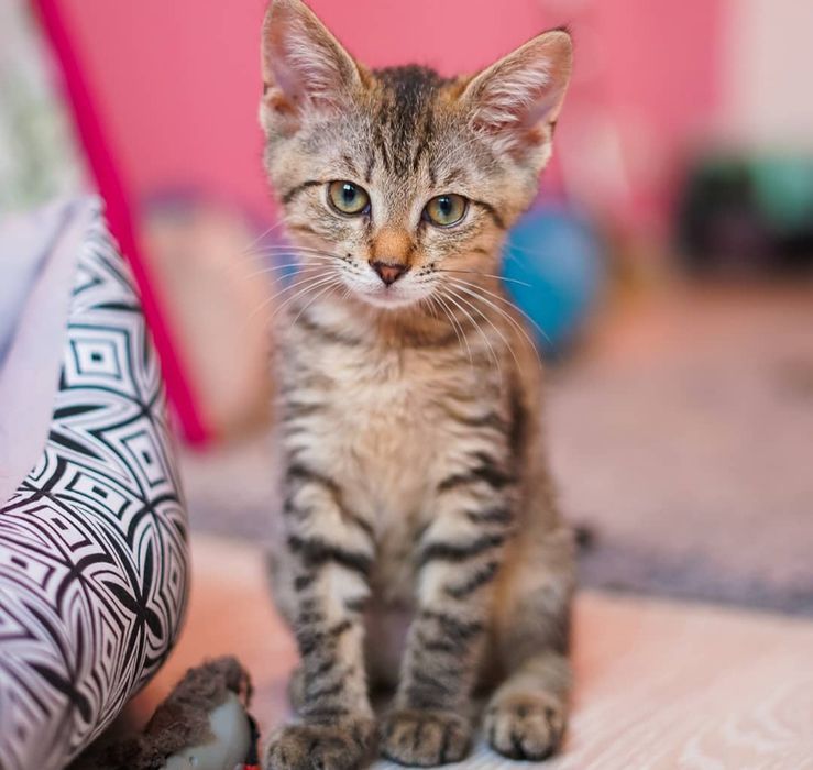 Тигровые котята бесплатно