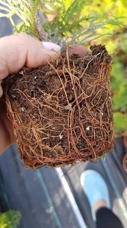 Tuje Tuja Szmaragd 40-60cm Thuja Smaragd Producent