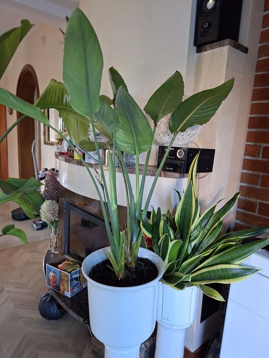 Kwiaty na zewnątrz i wewnątrz