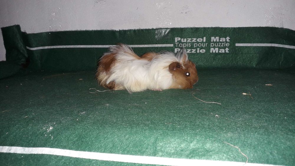 Морські свинки, свинки морські.