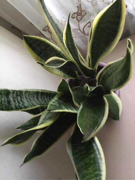 Сансевієрія молодий кущ