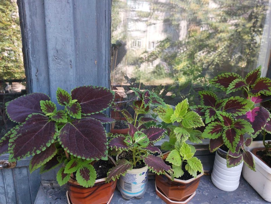 Колеус . Свіжі паростки. Кімнатна рослина.