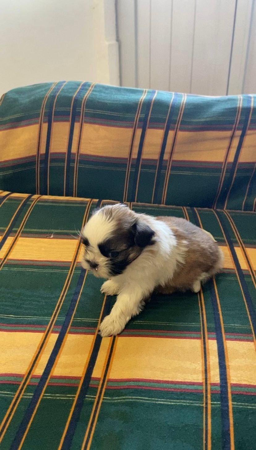 Shih TZU ( fêmea)