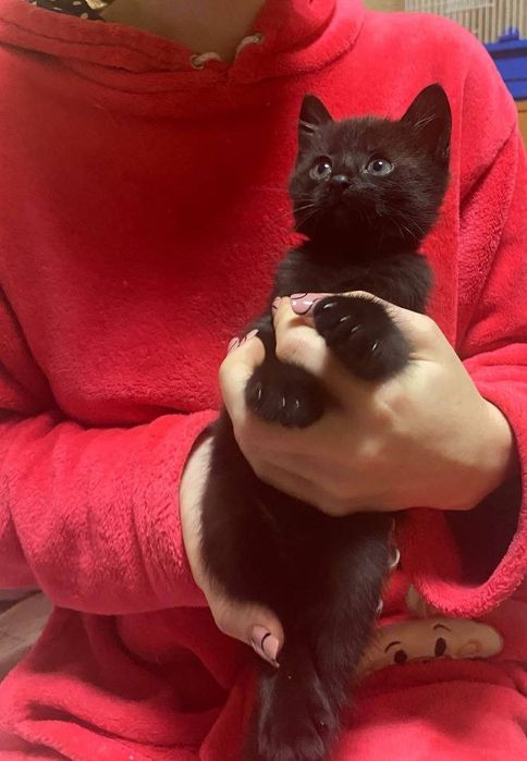 Віддаю безкоштовно котенят