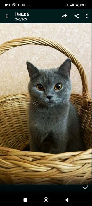 Британські прямовухі кошенята