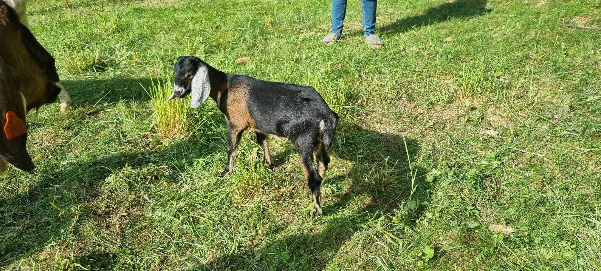 Capek Dwumiesięczny / Anglonubijski