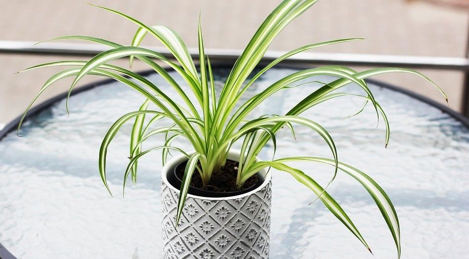 Хлорофітум 25 см діаметр