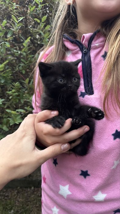 Кошенята в добрі руки