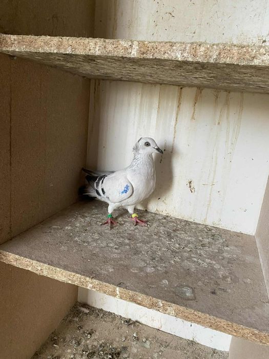 Gołebie żałobne wyloty