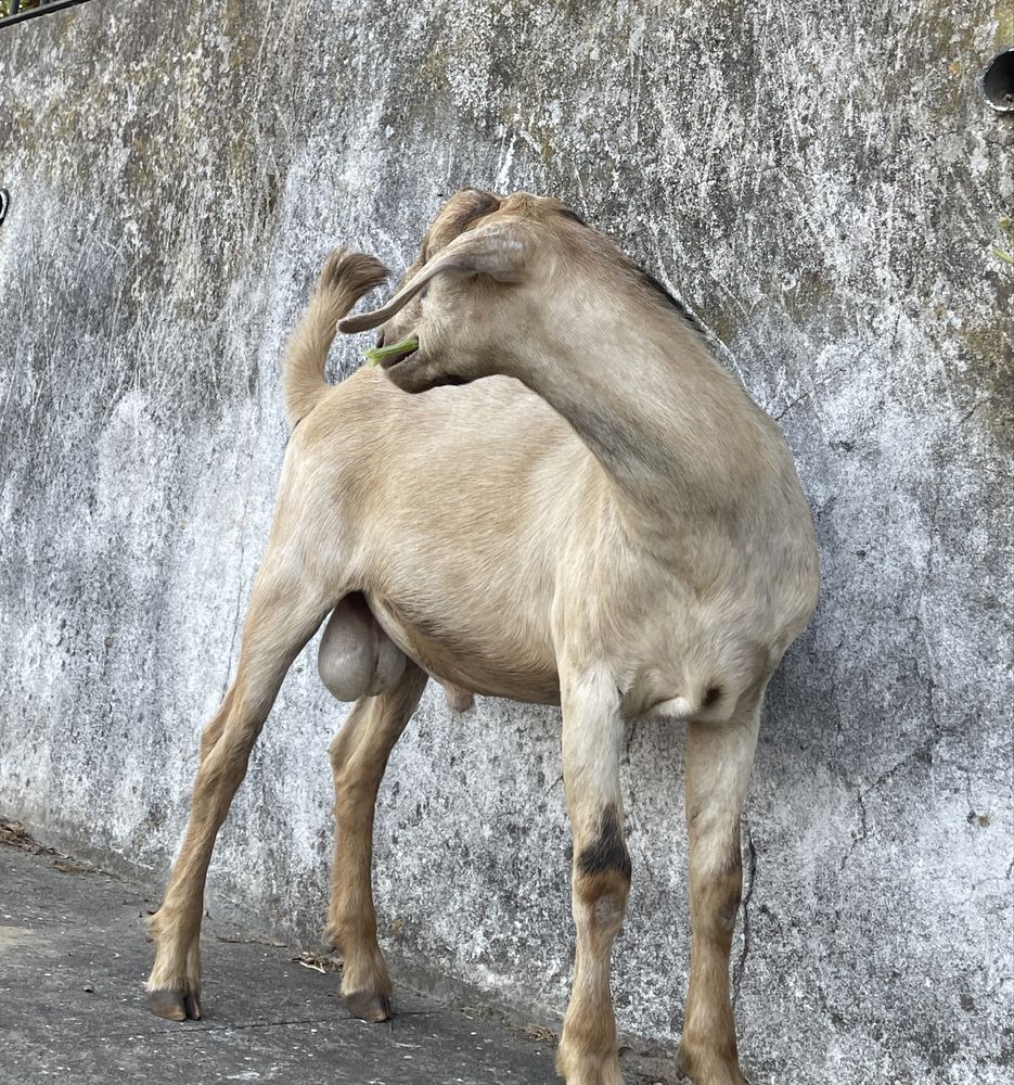Cabrito reprodutor da raça anglo-nubiano linha mocha