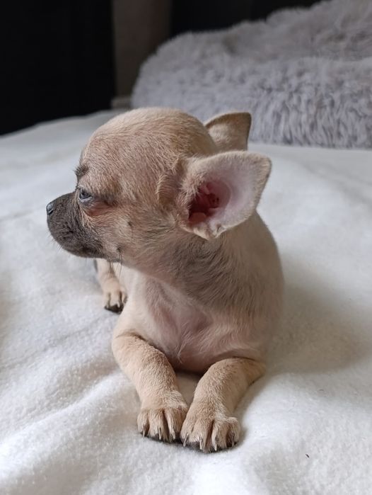 Chihuahua  Śliczna  suczka